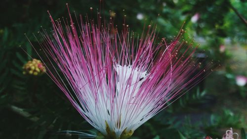 Close-up of flower against blurred background