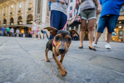 Low section of people with dog on street in city