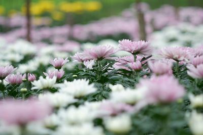 Close-up of pink flowering plants in park