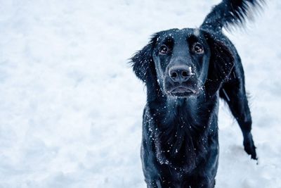 Black dog in snow