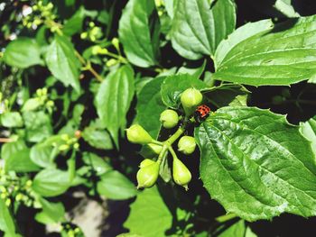Close-up of ladybug on plant