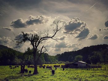 Scenic view of field against sky