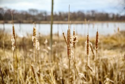 Close-up of stalks in field