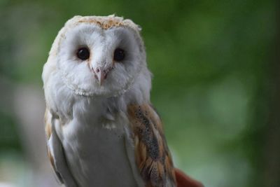 Close-up portrait of owl