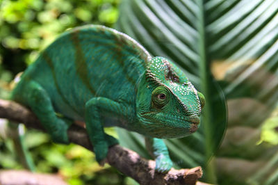 Close-up of iguana