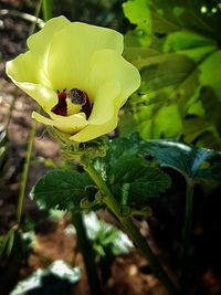 Close-up of yellow flower blooming outdoors