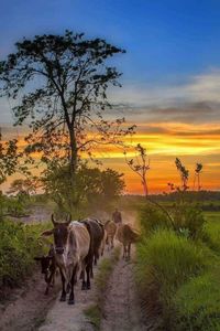 Horse on field against sky during sunset