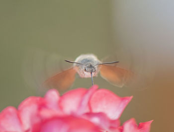 Close-up of insect on flower