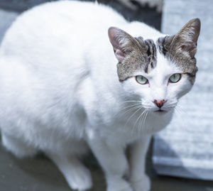 Close-up portrait of white cat