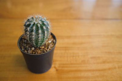 High angle view of succulent plant on table