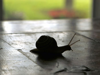 Close-up of silhouette snail on flooring