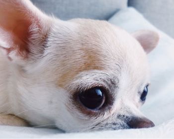 Close-up of a dog