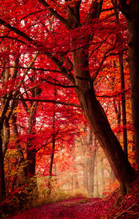 Trees in a row on sunny day