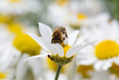 Close-up of bee pollinating on flower