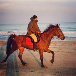 Horse in sea at sunset