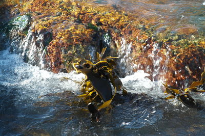 Water flowing in river