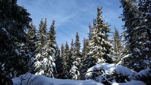 Snow covered pine trees in forest against sky