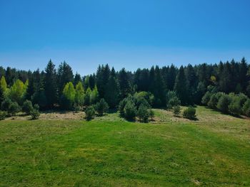 Scenic view of trees on field against clear sky