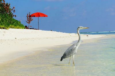 Side view of gray heron at beach against sky