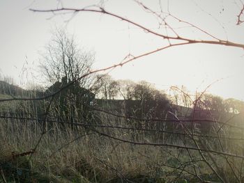 Low angle view of bare trees against sky