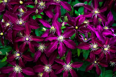 Full frame of flowers