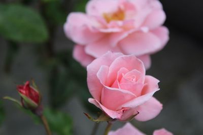 Close-up of pink rose blooming