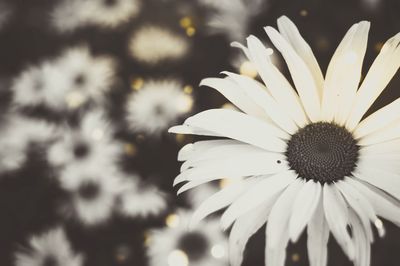 Close-up of white flower blooming outdoors