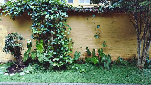 Close-up of plants against trees