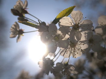 Low angle view of flowers on branch