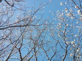 Low angle view of cherry tree against blue sky