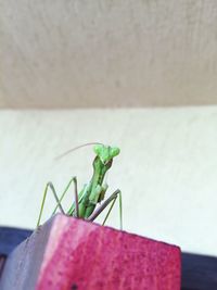 Close-up of grasshopper