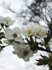 Close-up of white cherry blossoms in spring