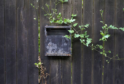 Close-up of ivy on wall