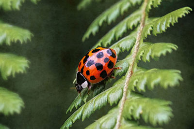 Close-up of ladybug on leaf