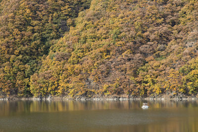 Scenic view of lake by trees during autumn