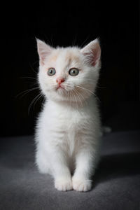 Close-up portrait of cat