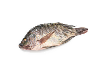 Close-up of fish on white background