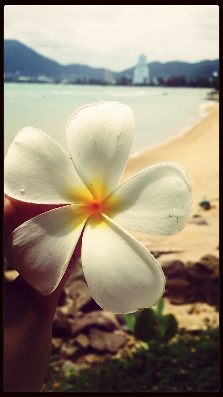 flower, petal, focus on foreground, transfer print, close-up, freshness, flower head, fragility, beauty in nature, white color, single flower, nature, auto post production filter, growth, water, day, outdoors, white, pollen, blooming