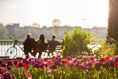 Flowers growing in field