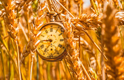 Antique pocket watch broken in wheat field,