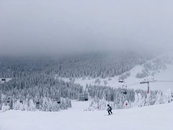 Skier on the slope surrounded by forest of evergreen trees