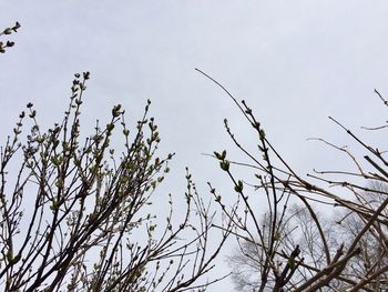 Low angle view of plants against sky during winter