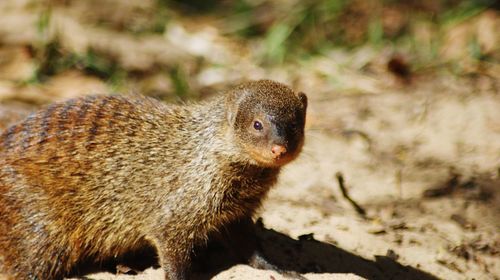 Close-up of mongoose on field