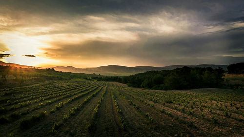 Scenic view of agricultural field against sky during sunset