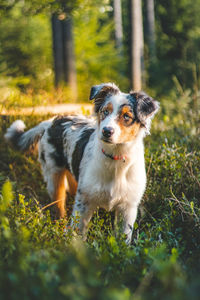 Candid portrait of an australian shepherd resting in a forest stand, watching with a realistic smile
