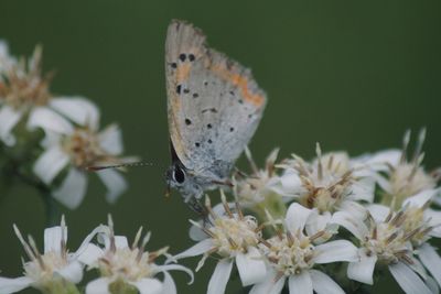 Close-up of butterfly pollinating on flower