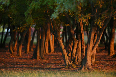 Panoramic view of trees in forest