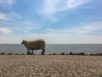 Horse standing on beach by sea against sky