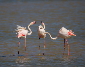 View of birds in lake