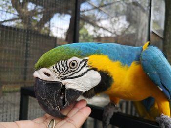 Close-up of hand holding bird in zoo